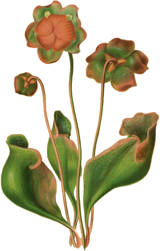 Engraving of pitcher plant flower